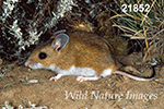 Peromyscus maniculatus